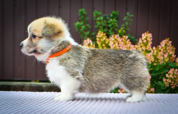 Ivy Welsh Corgi