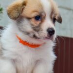 Ivy-female-Corgi-puppy-for-sale-3