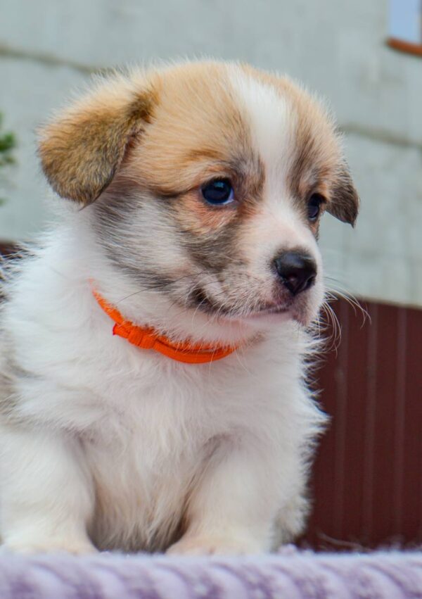 Ivy Welsh Corgi