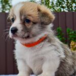 Ivy-female-Corgi-puppy-for-sale-4