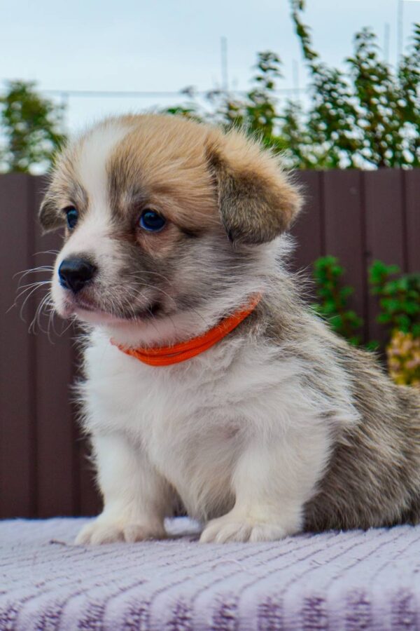 Ivy Welsh Corgi