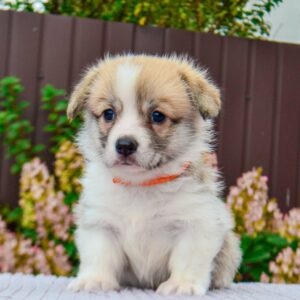 Ivy Welsh Corgi