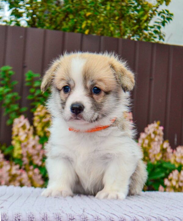 Ivy Welsh Corgi