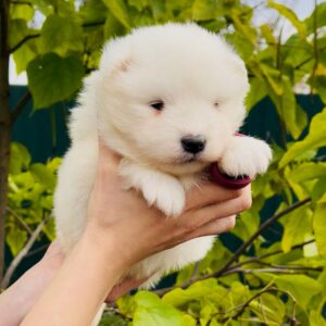 Jacey Samoyed