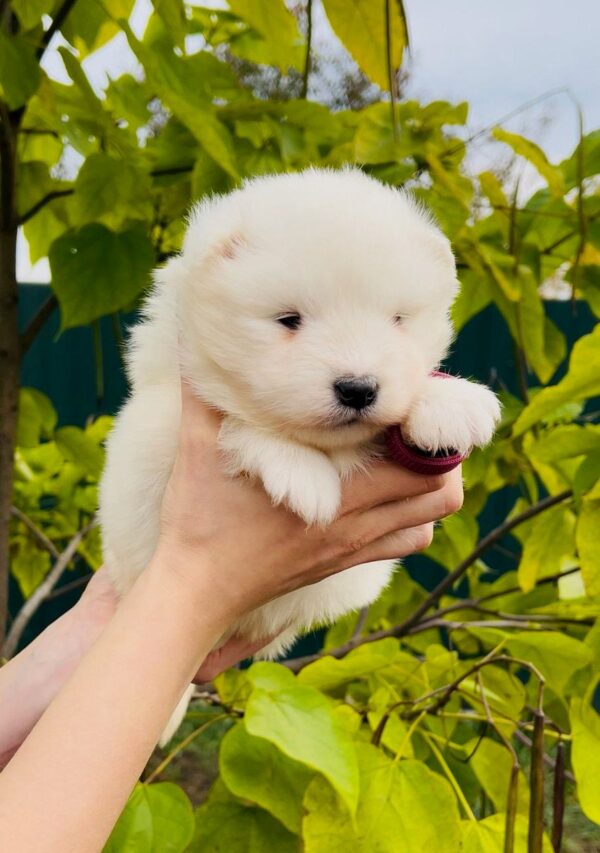 Jacey Samoyed