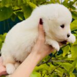 Jacey-female-Samoyed-puppy-for-sale-2