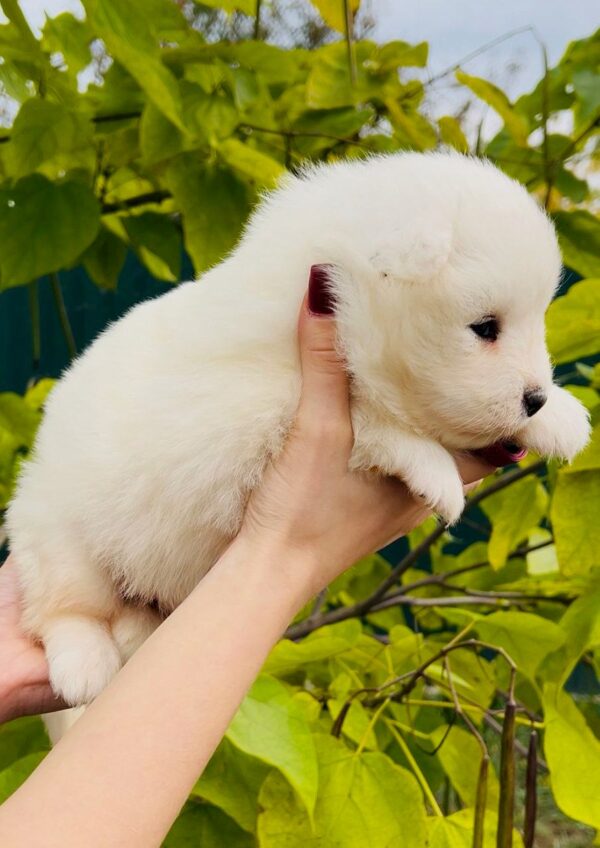 Jacey Samoyed