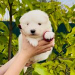 Jacey-female-Samoyed-puppy-for-sale-3