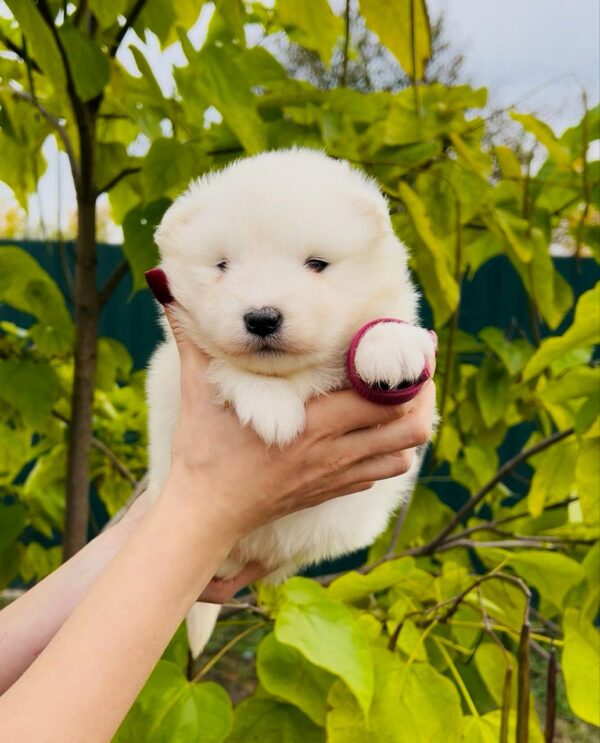 Jacey Samoyed