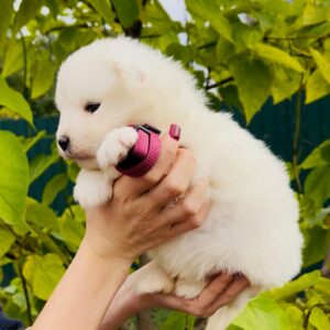 Jacey Samoyed