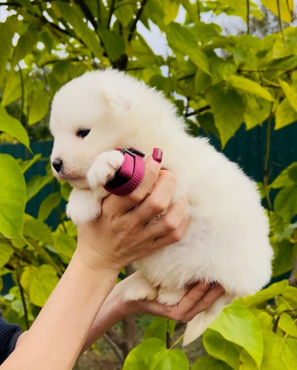 Jacey Samoyed