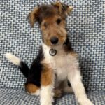 Jack-male-Fox-puppy-for-sale-1