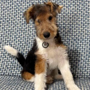 Jack Fox Terrier