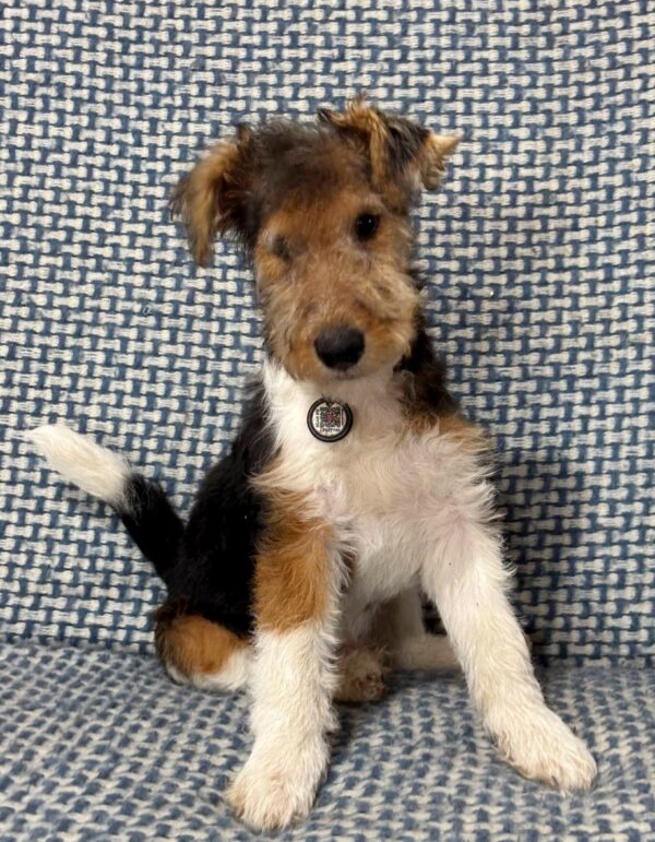 Jack Fox Terrier