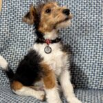 Jack-male-Fox-puppy-for-sale-2