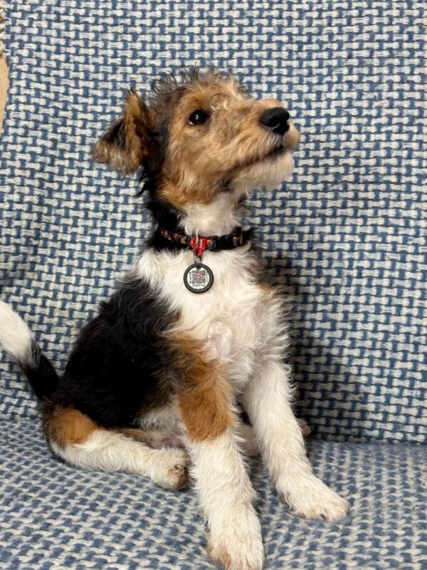 Jack Fox Terrier