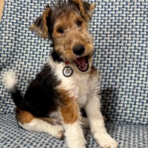 Jack Fox Terrier
