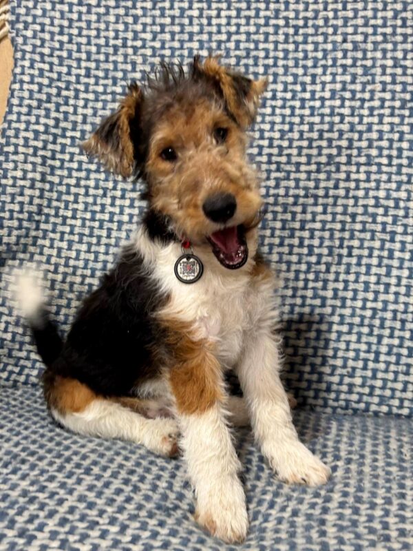 Jack Fox Terrier