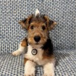 Jack-male-Fox-puppy-for-sale-4