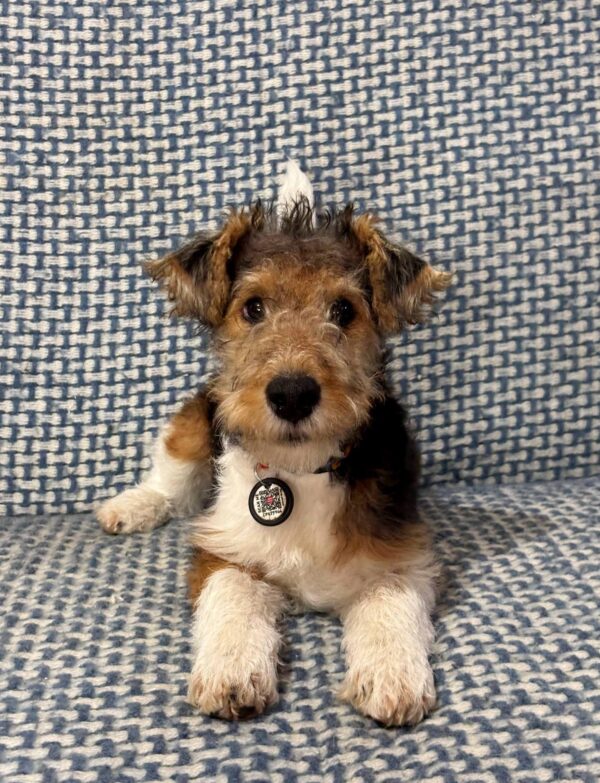 Jack Fox Terrier