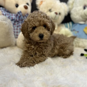 Jack Toy Poodle