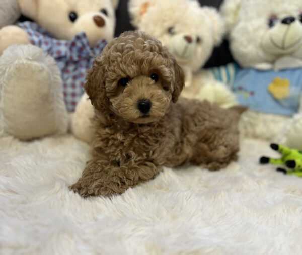 Jack Toy Poodle