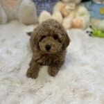 Jack-male-toy-poodle-puppy-for-sale-1 (2)