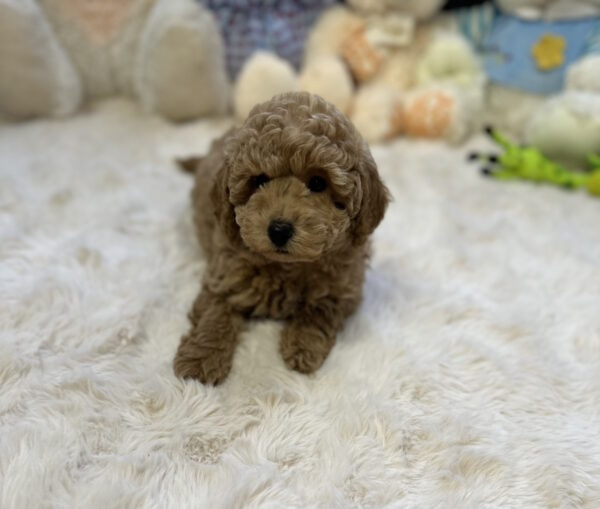Jack Toy Poodle