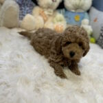 Jack-male-toy-poodle-puppy-for-sale-1 (3)