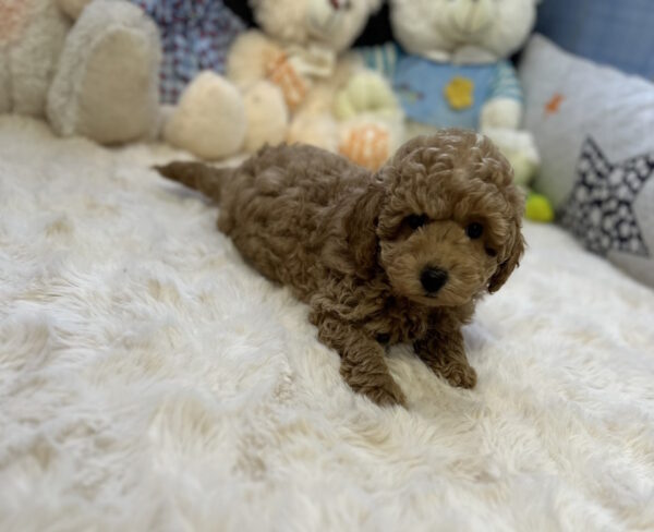 Jack Toy Poodle