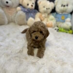 Jack-male-toy-poodle-puppy-for-sale-1 (4)