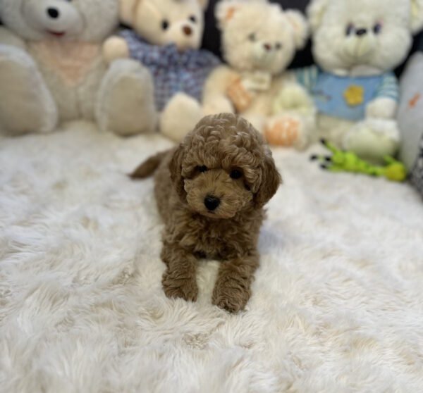 Jack Toy Poodle