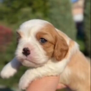Jackson Cavalier King Charles Spaniel
