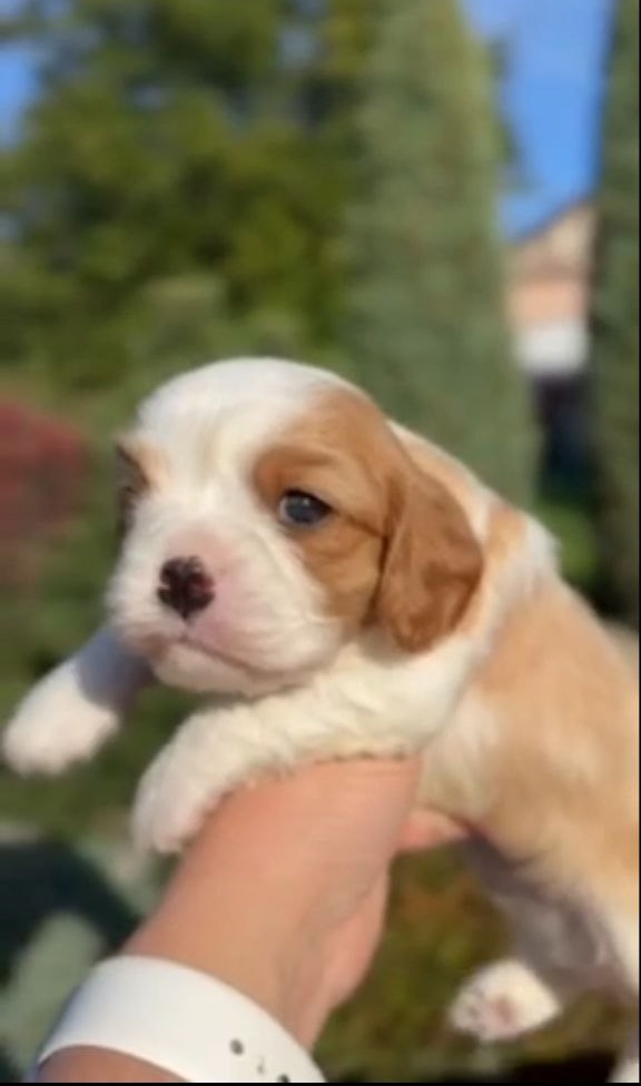 Jackson Cavalier King Charles Spaniel