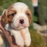 Jackson-male-Cavalier-King-Charles-Spaniel-puppy-for-sale-1 (3)