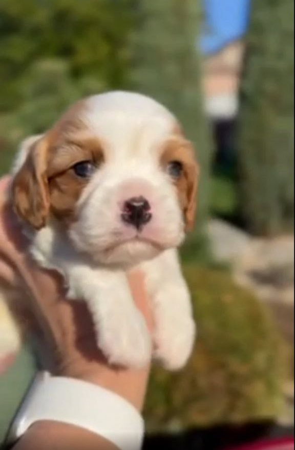 Jackson Cavalier King Charles Spaniel