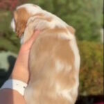 Jackson-male-Cavalier-King-Charles-Spaniel-puppy-for-sale-1 (4)