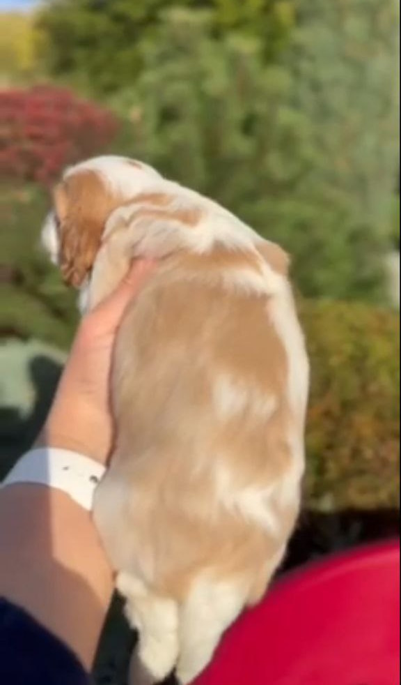 Jackson Cavalier King Charles Spaniel
