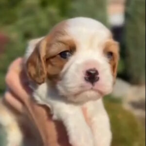 Jackson Cavalier King Charles Spaniel