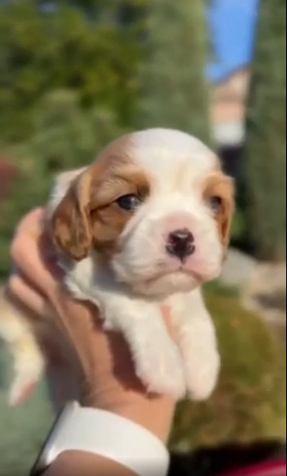Jackson Cavalier King Charles Spaniel