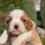 Jackson-male-Cavalier-King-Charles-Spaniel-puppy-for-sale-1 (6)