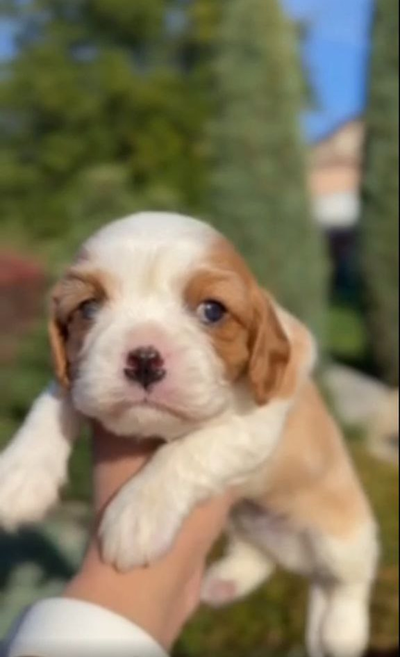 Jackson Cavalier King Charles Spaniel