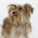 Jacqueline-female-yorkshire-terrier-puppy-for-sale-1 (1)