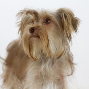 Jacqueline Yorkshire Terrier