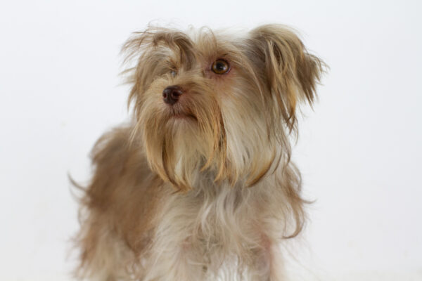 Jacqueline Yorkshire Terrier