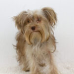 Jacqueline-female-yorkshire-terrier-puppy-for-sale-1 (2)