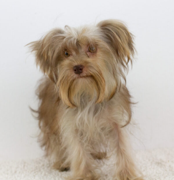 Jacqueline Yorkshire Terrier