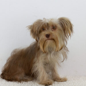 Jacqueline Yorkshire Terrier