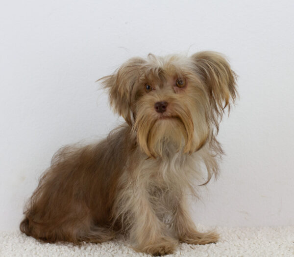 Jacqueline Yorkshire Terrier