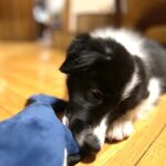 Jagger-male-Border-Collie-puppy-for-sale-1